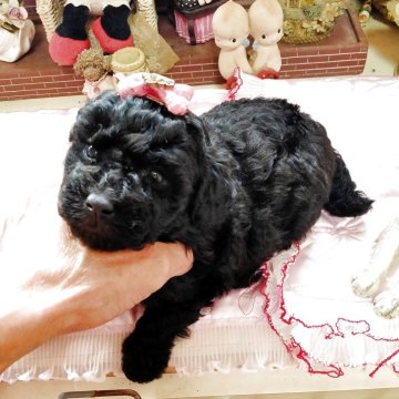 タイニープードル【栃木県・女の子・2025年10月17日・ブラック】の写真「可愛くて貴重なブラック　ケイヒンミモト様系」