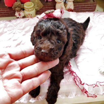 タイニープードル【栃木県・女の子・2025年10月17日・ブラウン】の写真「可愛くて貴重なブラウン　ケイヒンミモト様系」