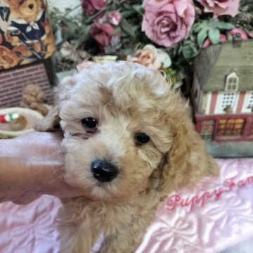 トイプードル(ティーカップ)【栃木県・男の子・2024年11月1日・アプリちゃん】の写真「とても可愛いアプアプアプリ」