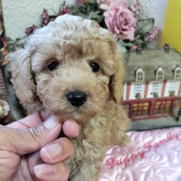 トイプードル(タイニー)【栃木県・男の子・2024年11月1日・あぷあぷアプリ】の写真「NEWSPRING凄く可愛いです🌝」