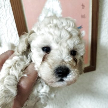 ティーカッププードル【栃木県・男の子・2025年4月28日・クリーム】の写真「小ぶりのオスすごく可愛い
血統優秀です」