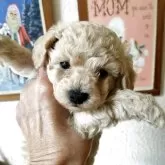 ティーカッププードル