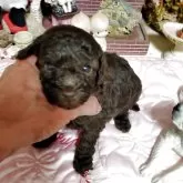 タイニープードル