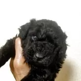 タイニープードル【栃木県・男の子・2025年10月17日・ブラック】の写真2