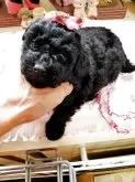 タイニープードル【栃木県・女の子・2025年10月17日・ブラック】の写真2