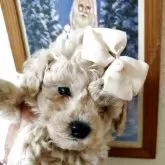 ティーカッププードル【栃木県・男の子・2025年9月22日・シュ-クリーム】の写真3