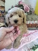 ティーカッププードル【栃木県・男の子・2024年11月1日・アプリちゃん】の写真3