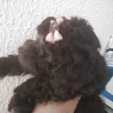 ティーカッププードル【栃木県・女の子・2025年10月17日・ブラウン】の写真4