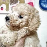 ティーカッププードル【栃木県・男の子・2025年9月7日・アプリコット】の写真5