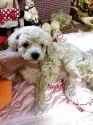 ティーカッププードル【栃木県・男の子・2025年9月22日・シュ-クリーム】の写真5