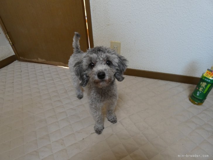 トイプードル(トイ)【・女の子・2021年4月4日・シルバー】