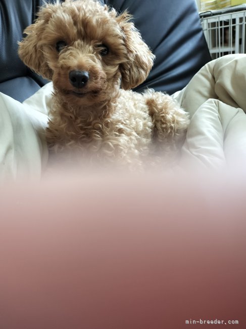 トイプードル(トイ)【・女の子・2021年5月19日・レッド】