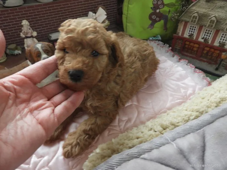 ID:2202-01973の子犬