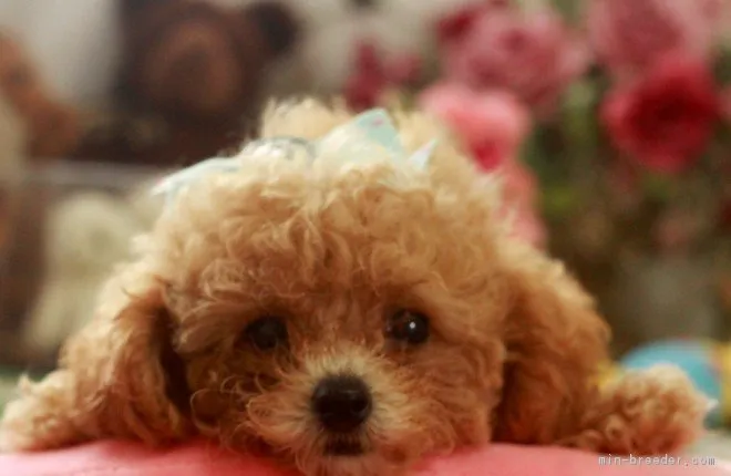 ID:1707-02301の子犬