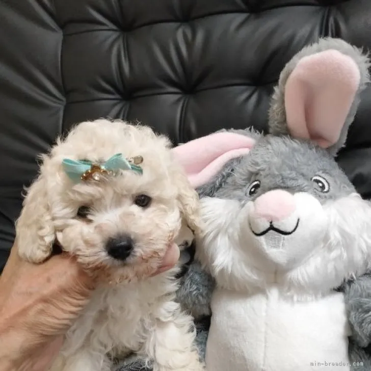 ID:2308-02664の子犬