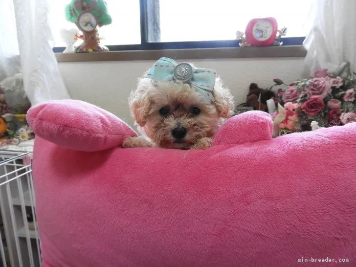ID:1807-00122の子犬
