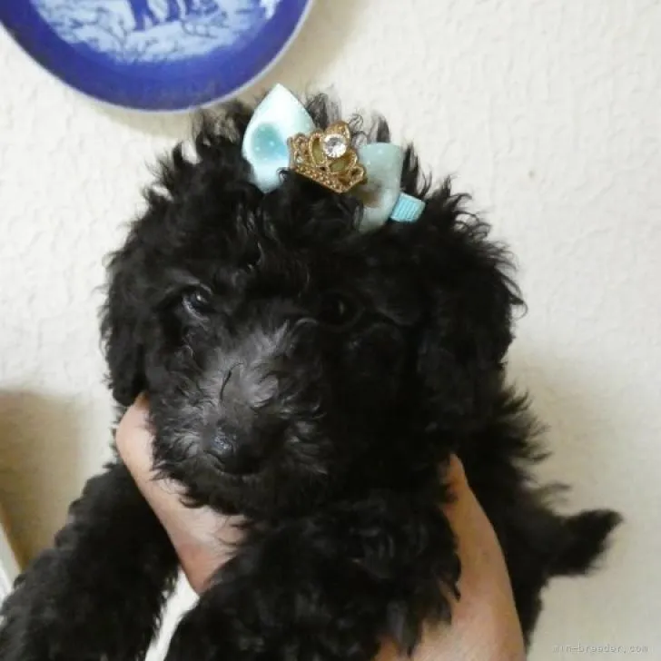 ID:2206-03343の子犬