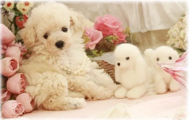 ID:1310-00911の子犬