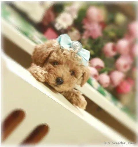 ID：1603-00771の子犬