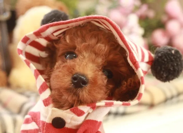 ID：1404-00577の子犬
