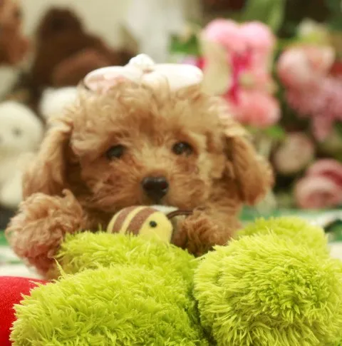 クー 様のお迎えした子犬