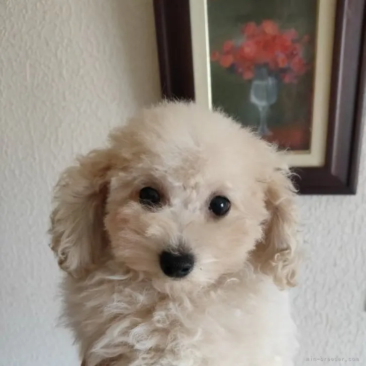 ID:2309-05835の子犬