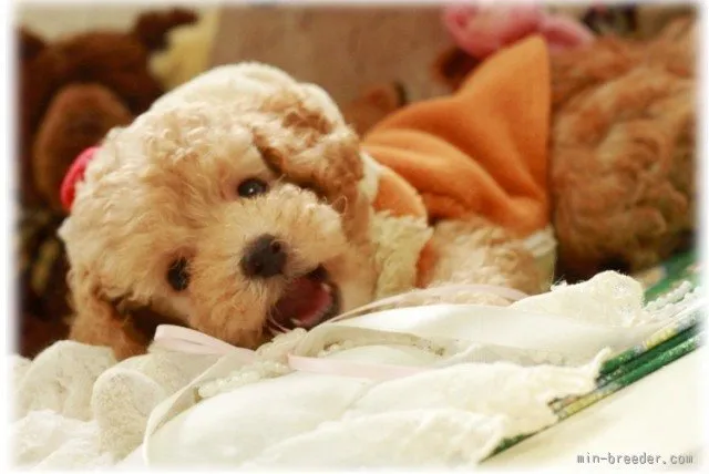 ID：1507-01658の子犬