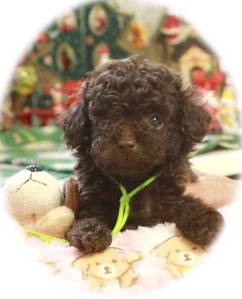 ID:1211-00533の子犬