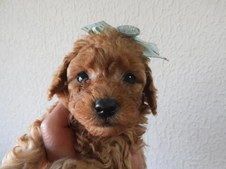 ID:2012-02767の子犬