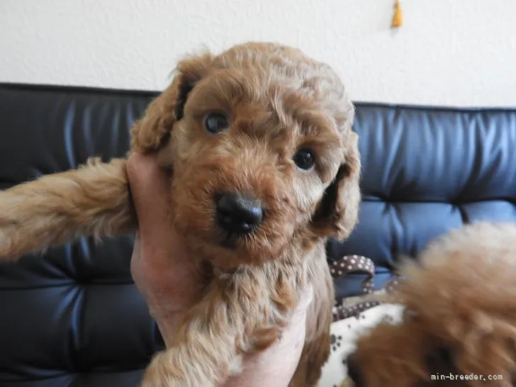 ID:2201-04196の子犬