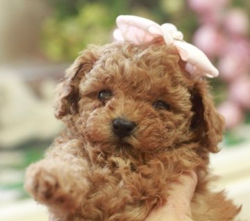 トイプードル(ティーカップ)【栃木県・女の子・2016年1月25日・マーマレード アプリコット】の写真「マーマレードアプリのテーカップ(*^▽^*)短鼻」