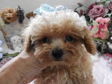トイプードル(ティーカップ)【栃木県・男の子・2018年6月11日・アプリコット】の写真「ＣＨ直子　激かわ　手のひらサイズ　(＾◇＾)短鼻」