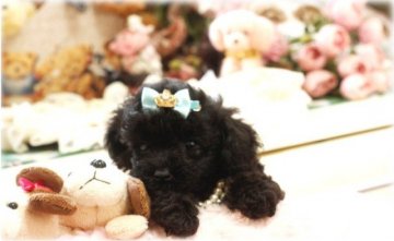 トイプードル(ティーカップ)【栃木県・男の子・2015年6月3日・ブラック】の写真「エレガントなブラック～可愛いイケメン君」