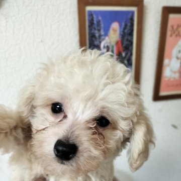 トイプードル(ティーカップ)【栃木県・男の子・2024年8月7日・プリンクリーム】の写真「可愛い❤過ぎて困ります
血統も文句ないです」