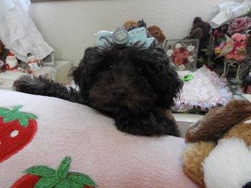 トイプードル(タイニー)【栃木県・男の子・2017年12月22日・綺麗なチョコ ブラウン】の写真「血統超優秀　イケメン　ブラウン君(＾◇＾)」