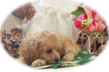 トイプードル(タイニー)【栃木県・男の子・2016年6月27日・アイスクリーム】の写真「タイニーのイケメン君（*^_^*）アイスクリーム」