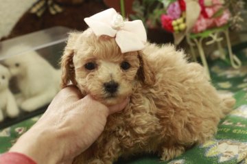 トイプードル(ティーカップ)【栃木県・女の子・2017年11月29日・エレガンス アプリコット】の写真「お目目の大きな 小顔(^^♪で小振り」