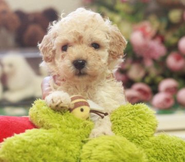 トイプードル(タイニー)【栃木県・女の子・2015年12月21日・クリーム】の写真「レモンクリームの可愛いお嬢様（*^_^*）」