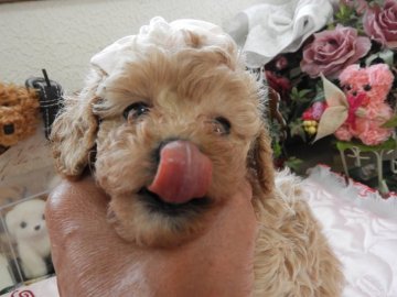 トイプードル(ティーカップ)【栃木県・女の子・2018年2月17日・エレガンス アプリコット】の写真「マイクロサイズ　激かわお姫様(^^♪」