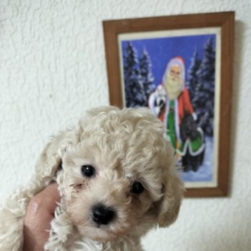 トイプードル(ティーカップ)【栃木県・男の子・2024年8月7日・レモンクリーム】の写真「可愛い❤過ぎて困ります
血統も文句なし」