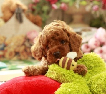 トイプードル(トイ)【栃木県・男の子・2015年7月19日・レッド】の写真「NEWSPRINGラインの可愛い子」