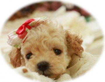 トイプードル(ティーカップ)【栃木県・女の子・2015年6月14日・クリーム】の写真「マイクロＴ可愛いお嬢様（*^_^*）れもんクリーム」