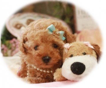 トイプードル(タイニー)【栃木県・男の子・2015年1月4日・アプリコット】の写真「ショートバックの可愛い子」