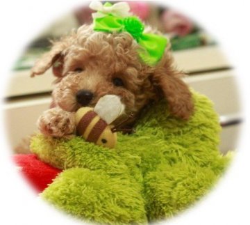 トイプードル(ティーカップ)【栃木県・男の子・2016年1月25日・アプリコット】の写真「上品で小振りの可愛い男の子（*^_^*）」