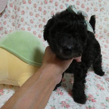 トイプードル(タイニー)【栃木県・男の子・2022年11月7日・プラチナシルバー】の写真「血統優秀　モコモコJKCＣＨ直子　スマッシュ」