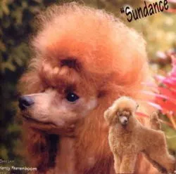 タイニープードル【栃木県・男の子・2014年2月9日・レッド】の写真3「パパ」