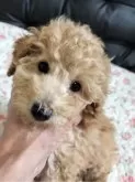 タイニープードル【栃木県・男の子・2024年3月17日・アプリコット】の写真4