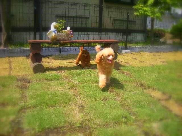 林正紀ブリーダー