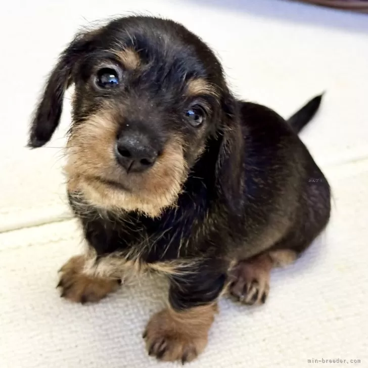 ID:2412-02460の子犬