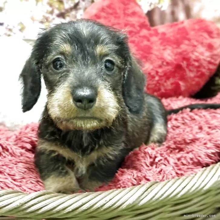 ID:2504-03685の子犬
